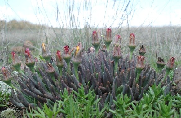 Hereroa glenensis leaves